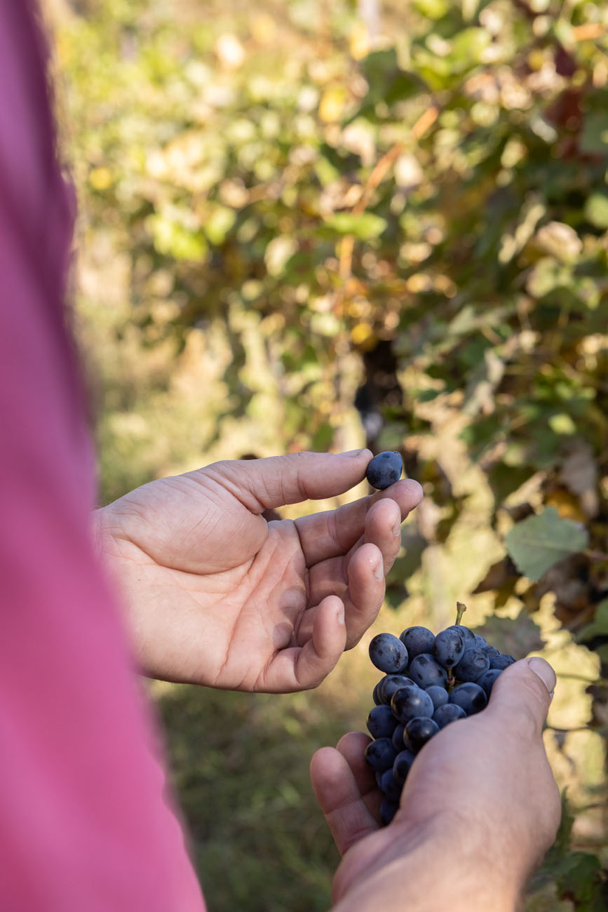 Azienda Vitivinicola Torre Ca' Bianca — foto 3